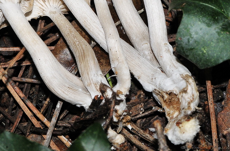 Clitocybe sp.